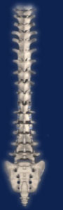 spine